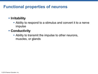 Functional properties of neurons
 Irritability
 Ability to respond to a stimulus and convert it to a nerve
impulse
 Conductivity
 Ability to transmit the impulse to other neurons,
muscles, or glands
© 2018 Pearson Education, Inc.
 