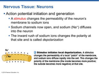 Nervous Tissue: Neurons
 Action potential initiation and generation
 A stimulus changes the permeability of the neuron’s
membrane to sodium ions
 Sodium channels now open, and sodium (Na+) diffuses
into the neuron
 The inward rush of sodium ions changes the polarity at
that site and is called depolarization
© 2018 Pearson Education, Inc.
 