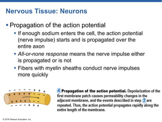 Nervous Tissue: Neurons
 Propagation of the action potential
 If enough sodium enters the cell, the action potential
(nerve impulse) starts and is propagated over the
entire axon
 All-or-none response means the nerve impulse either
is propagated or is not
 Fibers with myelin sheaths conduct nerve impulses
more quickly
© 2018 Pearson Education, Inc.
 