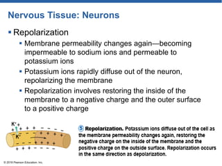 Nervous Tissue: Neurons
 Repolarization
 Membrane permeability changes again—becoming
impermeable to sodium ions and permeable to
potassium ions
 Potassium ions rapidly diffuse out of the neuron,
repolarizing the membrane
 Repolarization involves restoring the inside of the
membrane to a negative charge and the outer surface
to a positive charge
© 2018 Pearson Education, Inc.
 