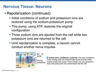 Nervous Tissue: Neurons
 Repolarization (continued)
 Initial conditions of sodium and potassium ions are
restored using the sodium-potassium pump
 This pump, using ATP, restores the original
configuration
 Three sodium ions are ejected from the cell while two
potassium ions are returned to the cell
 Until repolarization is complete, a neuron cannot
conduct another nerve impulse
© 2018 Pearson Education, Inc.
 