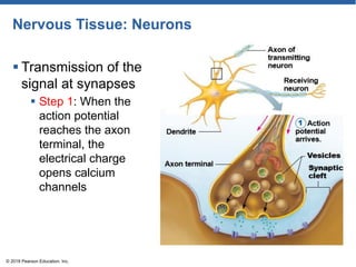 Nervous Tissue: Neurons
 Transmission of the
signal at synapses
 Step 1: When the
action potential
reaches the axon
terminal, the
electrical charge
opens calcium
channels
© 2018 Pearson Education, Inc.
 