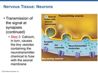 Nervous Tissue: Neurons
 Transmission of
the signal at
synapses
(continued)
 Step 2: Calcium,
in turn, causes
the tiny vesicles
containing the
neurotransmitter
chemical to fuse
with the axonal
membrane
© 2018 Pearson Education, Inc.
 