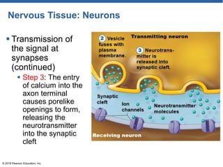 Nervous Tissue: Neurons
 Transmission of
the signal at
synapses
(continued)
 Step 3: The entry
of calcium into the
axon terminal
causes porelike
openings to form,
releasing the
neurotransmitter
into the synaptic
cleft
© 2018 Pearson Education, Inc.
 