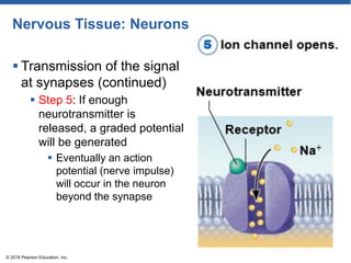 Nervous Tissue: Neurons
 Transmission of the signal
at synapses (continued)
 Step 5: If enough
neurotransmitter is
released, a graded potential
will be generated
 Eventually an action
potential (nerve impulse)
will occur in the neuron
beyond the synapse
© 2018 Pearson Education, Inc.
 