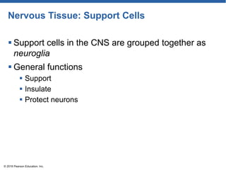 Nervous Tissue: Support Cells
 Support cells in the CNS are grouped together as
neuroglia
 General functions
 Support
 Insulate
 Protect neurons
© 2018 Pearson Education, Inc.
 