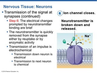 Nervous Tissue: Neurons
 Transmission of the signal at
synapses (continued)
 Step 6: The electrical changes
prompted by neurotransmitter
binding are brief
 The neurotransmitter is quickly
removed from the synapse
either by reuptake or by
enzymatic activity
 Transmission of an impulse is
electrochemical
 Transmission down neuron is
electrical
 Transmission to next neuron
is chemical
© 2018 Pearson Education, Inc.
 