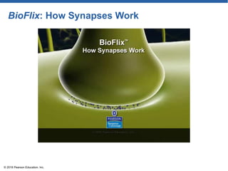 BioFlix: How Synapses Work
© 2018 Pearson Education, Inc.
 