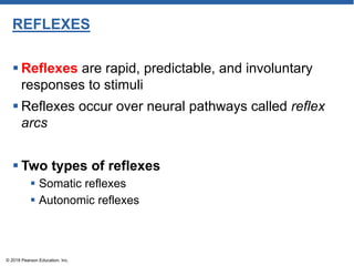 REFLEXES
 Reflexes are rapid, predictable, and involuntary
responses to stimuli
 Reflexes occur over neural pathways called reflex
arcs
 Two types of reflexes
 Somatic reflexes
 Autonomic reflexes
© 2018 Pearson Education, Inc.
 