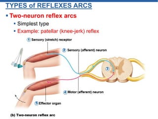 TYPES of REFLEXES ARCS
 Two-neuron reflex arcs
 Simplest type
 Example: patellar (knee-jerk) reflex
 