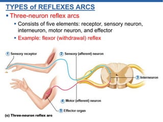 TYPES of REFLEXES ARCS
 Three-neuron reflex arcs
 Consists of five elements: receptor, sensory neuron,
interneuron, motor neuron, and effector
 Example: flexor (withdrawal) reflex
 