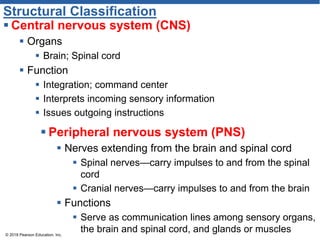 Structural Classification
 Central nervous system (CNS)
 Organs
 Brain; Spinal cord
 Function
 Integration; command center
 Interprets incoming sensory information
 Issues outgoing instructions
© 2018 Pearson Education, Inc.
 Peripheral nervous system (PNS)
 Nerves extending from the brain and spinal cord
 Spinal nerves—carry impulses to and from the spinal
cord
 Cranial nerves—carry impulses to and from the brain
 Functions
 Serve as communication lines among sensory organs,
the brain and spinal cord, and glands or muscles
 