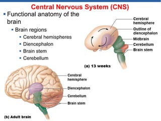 Central Nervous System (CNS)
 Functional anatomy of the
brain
 Brain regions
 Cerebral hemispheres
 Diencephalon
 Brain stem
 Cerebellum
© 2018 Pearson Education, Inc.
 