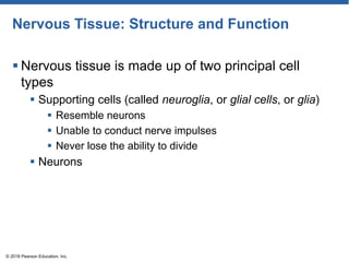 Nervous Tissue: Structure and Function
 Nervous tissue is made up of two principal cell
types
 Supporting cells (called neuroglia, or glial cells, or glia)
 Resemble neurons
 Unable to conduct nerve impulses
 Never lose the ability to divide
 Neurons
© 2018 Pearson Education, Inc.
 