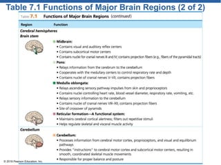 Table 7.1 Functions of Major Brain Regions (2 of 2)
© 2018 Pearson Education, Inc.
 