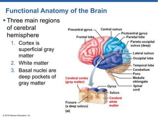 Functional Anatomy of the Brain
 Three main regions
of cerebral
hemisphere
1. Cortex is
superficial gray
matter
2. White matter
3. Basal nuclei are
deep pockets of
gray matter
© 2018 Pearson Education, Inc.
 