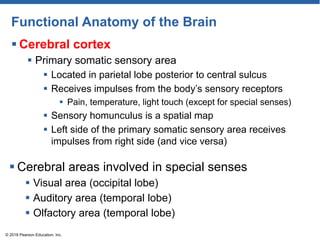 Functional Anatomy of the Brain
 Cerebral cortex
 Primary somatic sensory area
 Located in parietal lobe posterior to central sulcus
 Receives impulses from the body’s sensory receptors
 Pain, temperature, light touch (except for special senses)
 Sensory homunculus is a spatial map
 Left side of the primary somatic sensory area receives
impulses from right side (and vice versa)
© 2018 Pearson Education, Inc.
 Cerebral areas involved in special senses
 Visual area (occipital lobe)
 Auditory area (temporal lobe)
 Olfactory area (temporal lobe)
 