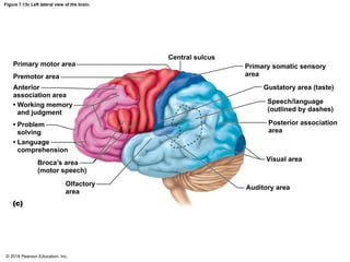 Figure 7.13c Left lateral view of the brain.
Primary motor area
Premotor area
Anterior
association area
• Working memory
and judgment
• Problem
solving
• Language
comprehension
Broca’s area
(motor speech)
Olfactory
area
(c)
Central sulcus
Primary somatic sensory
area
Gustatory area (taste)
Speech/language
(outlined by dashes)
Posterior association
area
Visual area
Auditory area
© 2018 Pearson Education, Inc.
 