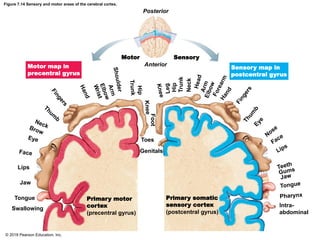 Figure 7.14 Sensory and motor areas of the cerebral cortex.
Posterior
Motor
Anterior
Sensory
Toes
Genitals
Lips
Jaw
Tongue
Swallowing
Primary motor
cortex
(precentral gyrus)
Primary somatic
sensory cortex
(postcentral gyrus)
Intra-
abdominal
Motor map in
precentral gyrus
Sensory map in
postcentral gyrus
Foot
Hip
Trunk
Neck
© 2018 Pearson Education, Inc.
 