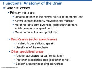 Functional Anatomy of the Brain
 Cerebral cortex
 Primary motor area
 Located anterior to the central sulcus in the frontal lobe
 Allows us to consciously move skeletal muscles
 Motor neurons form pyramidal (corticospinal) tract,
which descends to spinal cord
 Motor homunculus is a spatial map
© 2018 Pearson Education, Inc.
 Broca’s area (motor speech area)
 Involved in our ability to speak
 Usually in left hemisphere
 Other specialized areas
 Anterior association area (frontal lobe)
 Posterior association area (posterior cortex)
 Speech area (for sounding out words)
 