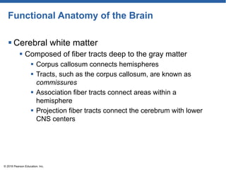 Functional Anatomy of the Brain
 Cerebral white matter
 Composed of fiber tracts deep to the gray matter
 Corpus callosum connects hemispheres
 Tracts, such as the corpus callosum, are known as
commissures
 Association fiber tracts connect areas within a
hemisphere
 Projection fiber tracts connect the cerebrum with lower
CNS centers
© 2018 Pearson Education, Inc.
 