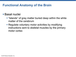 Functional Anatomy of the Brain
 Basal nuclei
 ―Islands‖ of gray matter buried deep within the white
matter of the cerebrum
 Regulate voluntary motor activities by modifying
instructions sent to skeletal muscles by the primary
motor cortex
© 2018 Pearson Education, Inc.
 