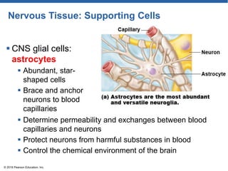 Nervous Tissue: Supporting Cells
 CNS glial cells:
astrocytes
 Abundant, star-
shaped cells
 Brace and anchor
neurons to blood
capillaries
© 2018 Pearson Education, Inc.
 Determine permeability and exchanges between blood
capillaries and neurons
 Protect neurons from harmful substances in blood
 Control the chemical environment of the brain
 