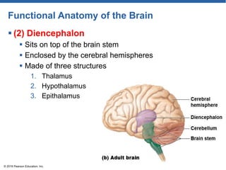 Functional Anatomy of the Brain
 (2) Diencephalon
 Sits on top of the brain stem
 Enclosed by the cerebral hemispheres
 Made of three structures
1. Thalamus
2. Hypothalamus
3. Epithalamus
© 2018 Pearson Education, Inc.
 