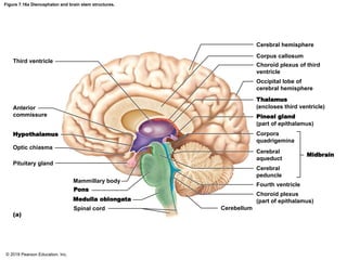 Figure 7.16a Diencephalon and brain stem structures.
Cerebral hemisphere
Third ventricle
Corpus callosum
Choroid plexus of third
ventricle
Occipital lobe of
cerebral hemisphere
Anterior
commissure
Hypothalamus
Optic chiasma
Pituitary gland
Mammillary body
Pons
Medulla oblongata
(a)
Thalamus
(encloses third ventricle)
Pineal gland
(part of epithalamus)
Corpora
quadrigemina
Cerebral
aqueduct
Cerebral
peduncle
Fourth ventricle
Choroid plexus
(part of epithalamus)
Cerebellum
Midbrain
Spinal cord
© 2018 Pearson Education, Inc.
 