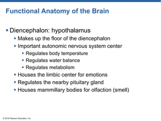 Functional Anatomy of the Brain
 Diencephalon: hypothalamus
 Makes up the floor of the diencephalon
 Important autonomic nervous system center
 Regulates body temperature
 Regulates water balance
 Regulates metabolism
 Houses the limbic center for emotions
 Regulates the nearby pituitary gland
 Houses mammillary bodies for olfaction (smell)
© 2018 Pearson Education, Inc.
 
