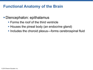 Functional Anatomy of the Brain
 Diencephalon: epithalamus
 Forms the roof of the third ventricle
 Houses the pineal body (an endocrine gland)
 Includes the choroid plexus—forms cerebrospinal fluid
© 2018 Pearson Education, Inc.
 