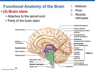 Functional Anatomy of the Brain
 (3) Brain stem
 Attaches to the spinal cord
 Parts of the brain stem
© 2018 Pearson Education, Inc.
1. Midbrain
2. Pons
3. Medulla
oblongata
 