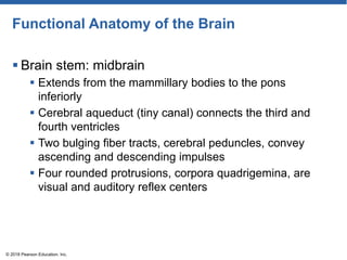 Functional Anatomy of the Brain
 Brain stem: midbrain
 Extends from the mammillary bodies to the pons
inferiorly
 Cerebral aqueduct (tiny canal) connects the third and
fourth ventricles
 Two bulging fiber tracts, cerebral peduncles, convey
ascending and descending impulses
 Four rounded protrusions, corpora quadrigemina, are
visual and auditory reflex centers
© 2018 Pearson Education, Inc.
 