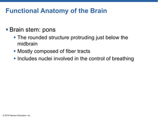 Functional Anatomy of the Brain
 Brain stem: pons
 The rounded structure protruding just below the
midbrain
 Mostly composed of fiber tracts
 Includes nuclei involved in the control of breathing
© 2018 Pearson Education, Inc.
 