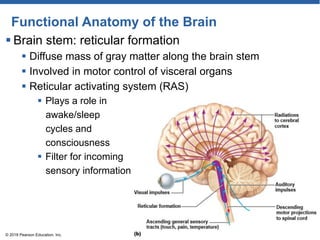 Functional Anatomy of the Brain
 Brain stem: reticular formation
 Diffuse mass of gray matter along the brain stem
 Involved in motor control of visceral organs
 Reticular activating system (RAS)
 Plays a role in
awake/sleep
cycles and
consciousness
 Filter for incoming
sensory information
© 2018 Pearson Education, Inc.
 
