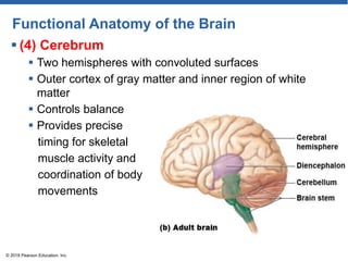 Functional Anatomy of the Brain
 (4) Cerebrum
 Two hemispheres with convoluted surfaces
 Outer cortex of gray matter and inner region of white
matter
 Controls balance
 Provides precise
timing for skeletal
muscle activity and
coordination of body
movements
© 2018 Pearson Education, Inc.
 