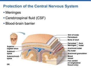 Protection of the Central Nervous System
 Meninges
 Cerebrospinal fluid (CSF)
 Blood-brain barrier
 