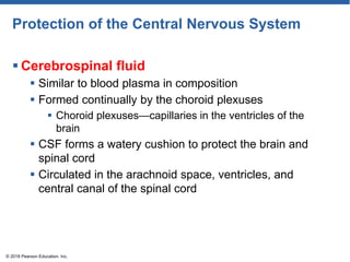 Protection of the Central Nervous System
 Cerebrospinal fluid
 Similar to blood plasma in composition
 Formed continually by the choroid plexuses
 Choroid plexuses—capillaries in the ventricles of the
brain
 CSF forms a watery cushion to protect the brain and
spinal cord
 Circulated in the arachnoid space, ventricles, and
central canal of the spinal cord
© 2018 Pearson Education, Inc.
 