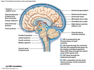 Figure 7.18c Ventricles and location of the cerebrospinal fluid.
Superior
sagittal sinus
Choroid plexuses
of lateral and
third ventricles
Corpus callosum
Interventricular
foramen
Third ventricle
Cerebral aqueduct
Lateral aperture
Fourth ventricle
Median aperture
Choroid plexus
of fourth ventricle
(c) CSF circulation
Arachnoid granulation
Subarachnoid space
Arachnoid mater
Meningeal dura mater
Periosteal dura mater
Right lateral ventricle
(deep to cut)
Central canal
of spinal cord
CSF is produced by the
choroid plexus of each
ventricle.
CSF flows through the ventricles
and into the subarachnoid space via
the median and lateral apertures.
Some CSF flows through the central
canal of the spinal cord.
CSF flows through the
subarachnoid space.
CSF is absorbed into the dural
venous sinuses via the arachnoid
granulations.
2
1
3
4
2
1
3
4
© 2018 Pearson Education, Inc.
 