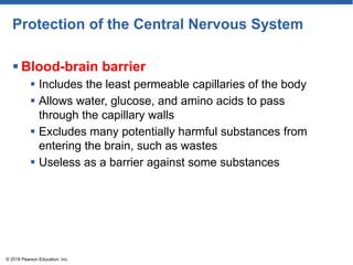 Protection of the Central Nervous System
 Blood-brain barrier
 Includes the least permeable capillaries of the body
 Allows water, glucose, and amino acids to pass
through the capillary walls
 Excludes many potentially harmful substances from
entering the brain, such as wastes
 Useless as a barrier against some substances
© 2018 Pearson Education, Inc.
 