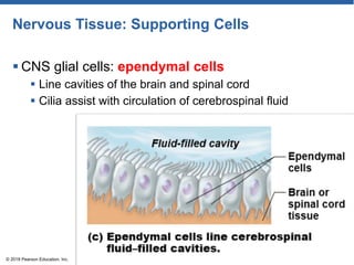 Nervous Tissue: Supporting Cells
 CNS glial cells: ependymal cells
 Line cavities of the brain and spinal cord
 Cilia assist with circulation of cerebrospinal fluid
© 2018 Pearson Education, Inc.
 