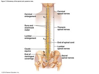 Figure 7.19 Anatomy of the spinal cord, posterior view.
Cervical
enlargement
Cervical
spinal nerves
C8
Dura and
arachnoid
mater
Lumbar
enlargement
Thoracic
spinal nerves
T12
End of spinal cord
Cauda
equina
End of
meningeal
coverings
Lumbar
spinal nerves
L5
S1 Sacral
spinal nerves
S5
© 2018 Pearson Education, Inc.
 
