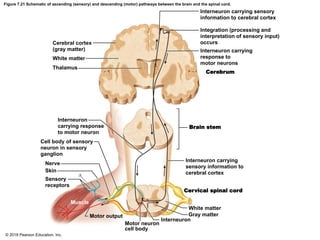 Figure 7.21 Schematic of ascending (sensory) and descending (motor) pathways between the brain and the spinal cord.
Interneuron carrying sensory
information to cerebral cortex
Integration (processing and
interpretation of sensory input)
occurs
Interneuron carrying
response to
motor neurons
Cerebrum
Cerebral cortex
(gray matter)
White matter
Thalamus
Interneuron
carrying response
to motor neuron
Cell body of sensory
neuron in sensory
ganglion
Nerve
Skin
Sensory
receptors
Muscle
Motor output
Motor neuron
cell body
Brain stem
Interneuron carrying
sensory information to
cerebral cortex
Cervical spinal cord
White matter
Gray matter
Interneuron
© 2018 Pearson Education, Inc.
 