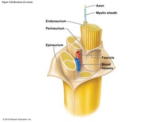Figure 7.22 Structure of a nerve.
Axon
Myelin sheath
Endoneurium
Perineurium
Epineurium
Fascicle
Blood
vessels
© 2018 Pearson Education, Inc.
 