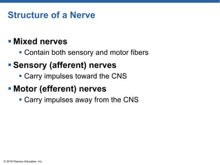 Structure of a Nerve
 Mixed nerves
 Contain both sensory and motor fibers
 Sensory (afferent) nerves
 Carry impulses toward the CNS
 Motor (efferent) nerves
 Carry impulses away from the CNS
© 2018 Pearson Education, Inc.
 