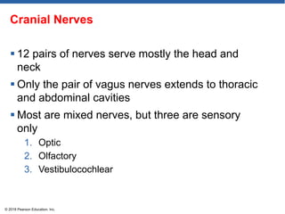 Cranial Nerves
 12 pairs of nerves serve mostly the head and
neck
 Only the pair of vagus nerves extends to thoracic
and abdominal cavities
 Most are mixed nerves, but three are sensory
only
1. Optic
2. Olfactory
3. Vestibulocochlear
© 2018 Pearson Education, Inc.
 