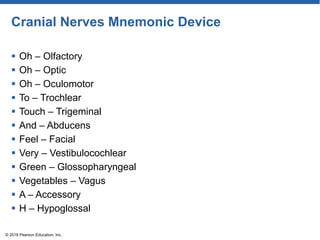 Cranial Nerves Mnemonic Device
 Oh – Olfactory
 Oh – Optic
 Oh – Oculomotor
 To – Trochlear
 Touch – Trigeminal
 And – Abducens
 Feel – Facial
 Very – Vestibulocochlear
 Green – Glossopharyngeal
 Vegetables – Vagus
 A – Accessory
 H – Hypoglossal
© 2018 Pearson Education, Inc.
 
