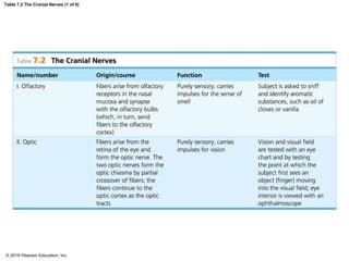 Table 7.2 The Cranial Nerves (1 of 6)
© 2018 Pearson Education, Inc.
 