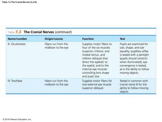 Table 7.2 The Cranial Nerves (2 of 6)
© 2018 Pearson Education, Inc.
 