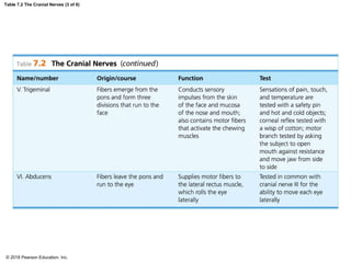 Table 7.2 The Cranial Nerves (3 of 6)
© 2018 Pearson Education, Inc.
 